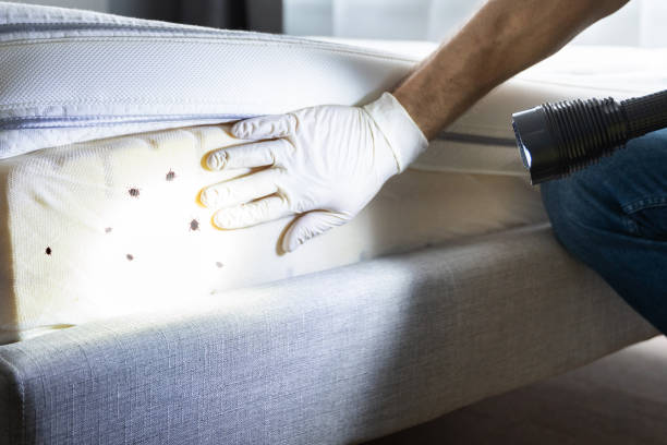 Best Ant Control Services  in Van Meter, IA