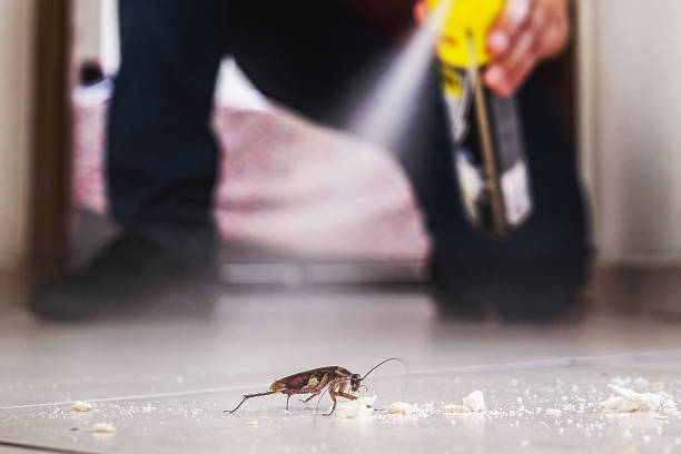 Best Wasp Removal Services  in Van Meter, IA