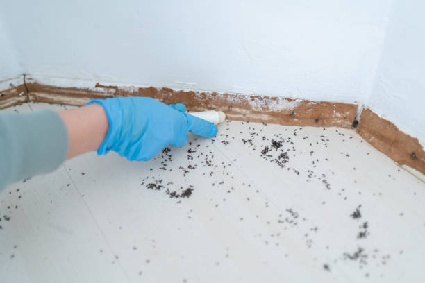 Best Pest Removal Services  in Van Meter, IA